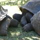 Schildkrtenkonferenz auf den Seychellen