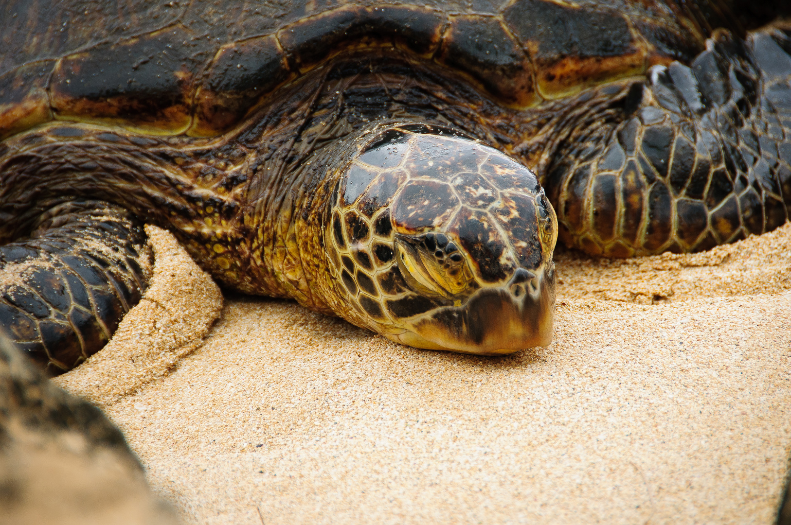Schildkrötenkopf in Hawaii