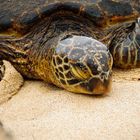 Schildkrötenkopf in Hawaii
