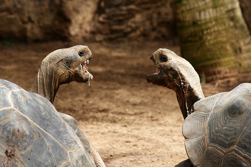 Schildkrötenliebe