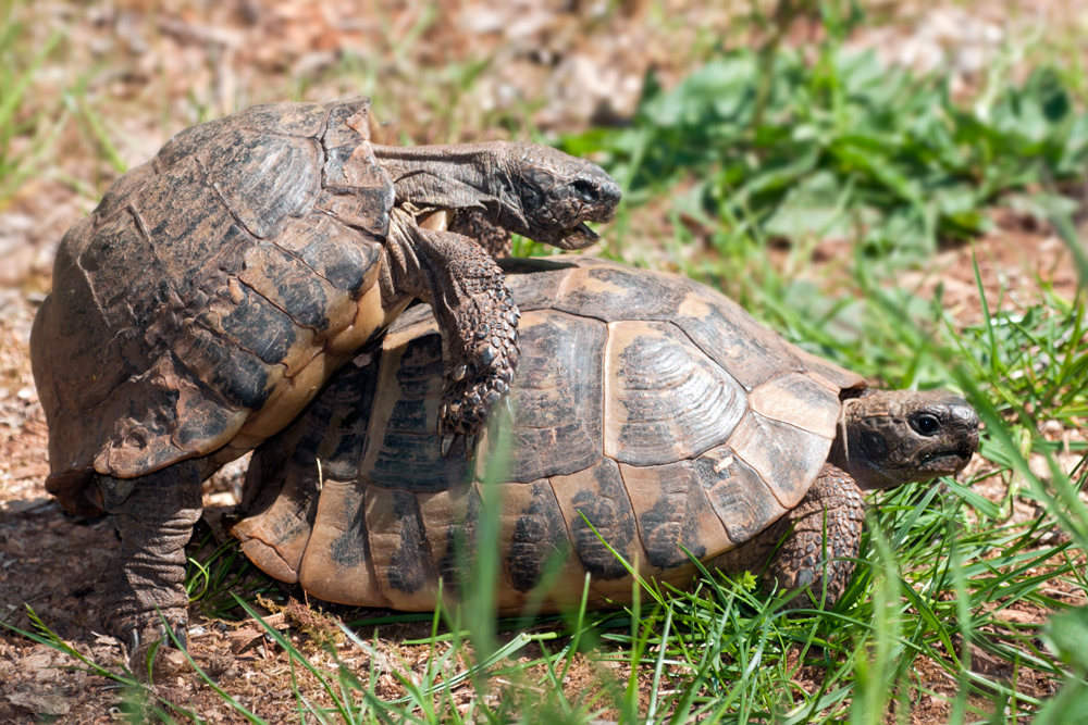 Schildkrötenliebe