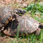 Schildkrötenliebe