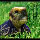 Schildkrötenmännchen