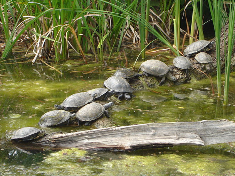 Schildkrötenmarsch