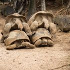 Schildkrötenpaarung im Doppelpack