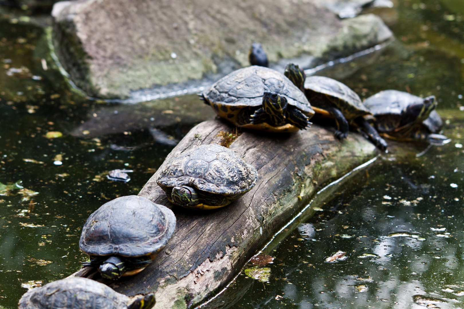 Schildkrötenparade