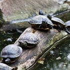 Schildkrötenparade