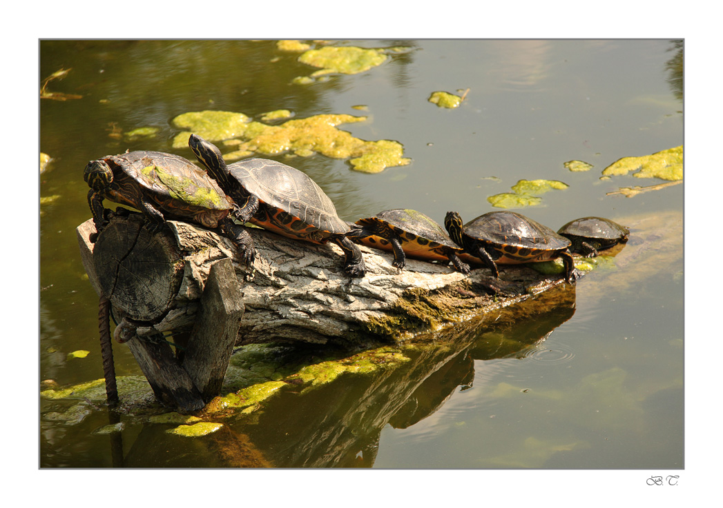 Schildkrötenparade