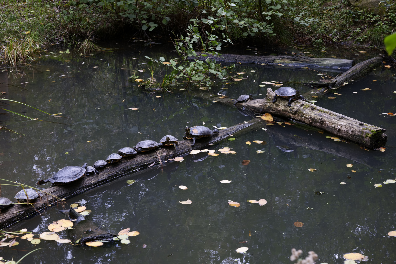 Schildkrötenparade