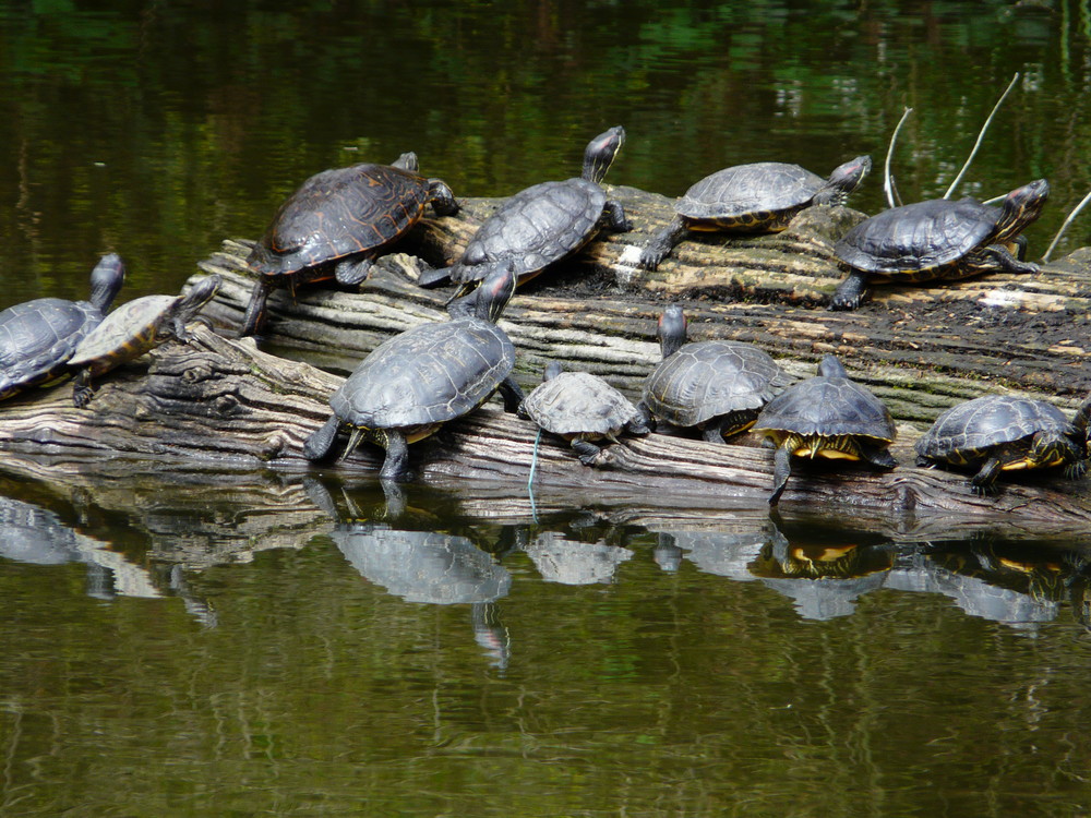 Schildkrötenpartyyyyyy!!! XD