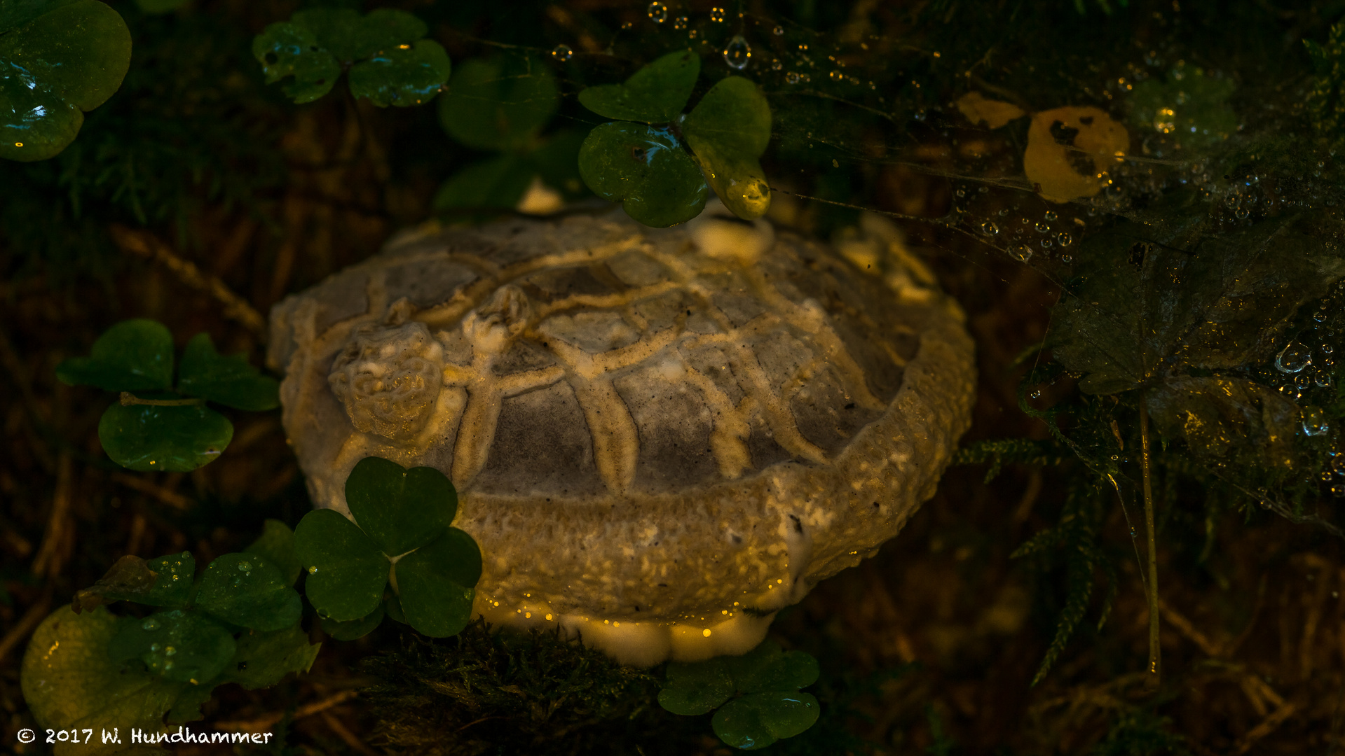 Schildkrötenpilz :-)