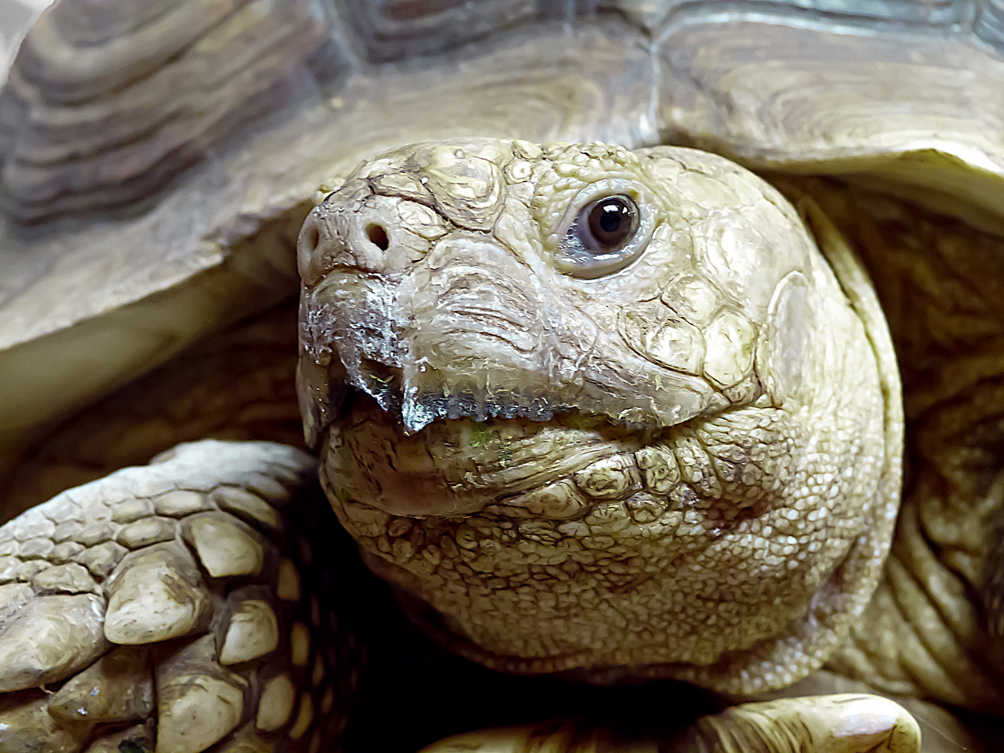 Schildkrötenportrait 1 (Landschildkröte)