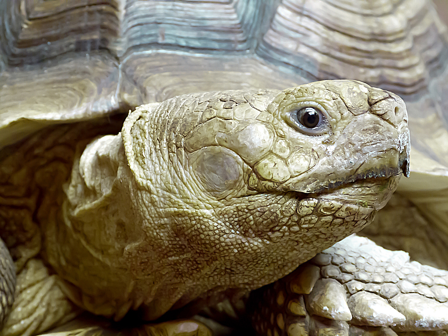 Schildkrötenportrait 2 (Landschildkröte)