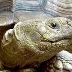 Schildkrötenportrait 2 (Landschildkröte)