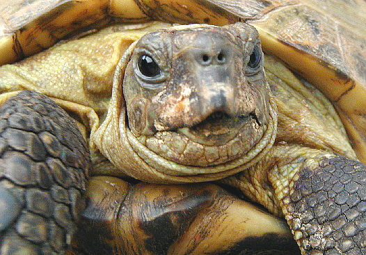 Schildkrötenportrait