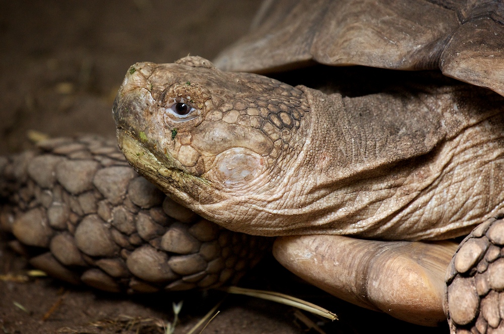 Schildkrötenportrait