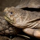 Schildkrötenportrait