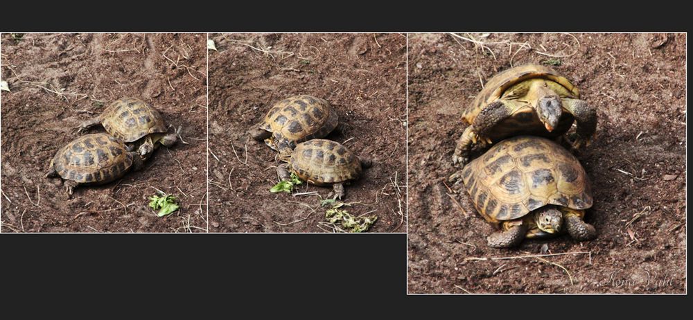 Schildkrötenproduktion im Tierpark Berlin