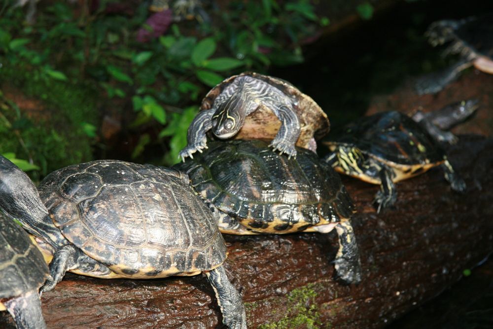 Schildkrötenprozession im Botanischen Garten in München