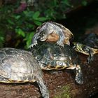 Schildkrötenprozession im Botanischen Garten in München