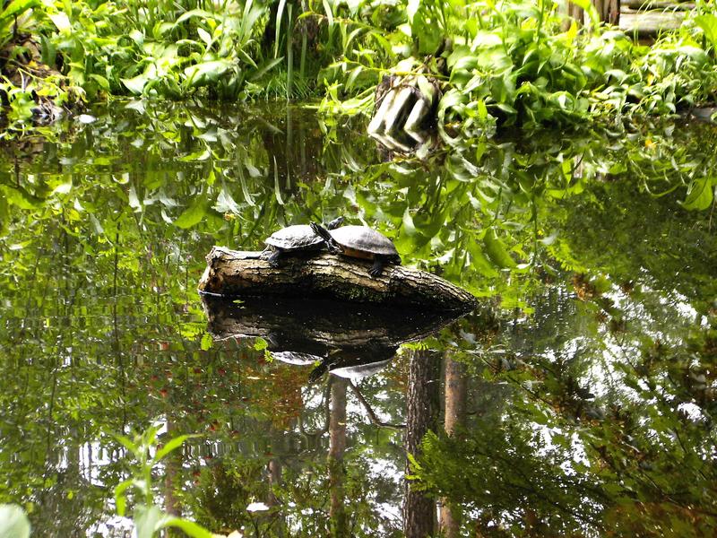 Schildkrötenrast