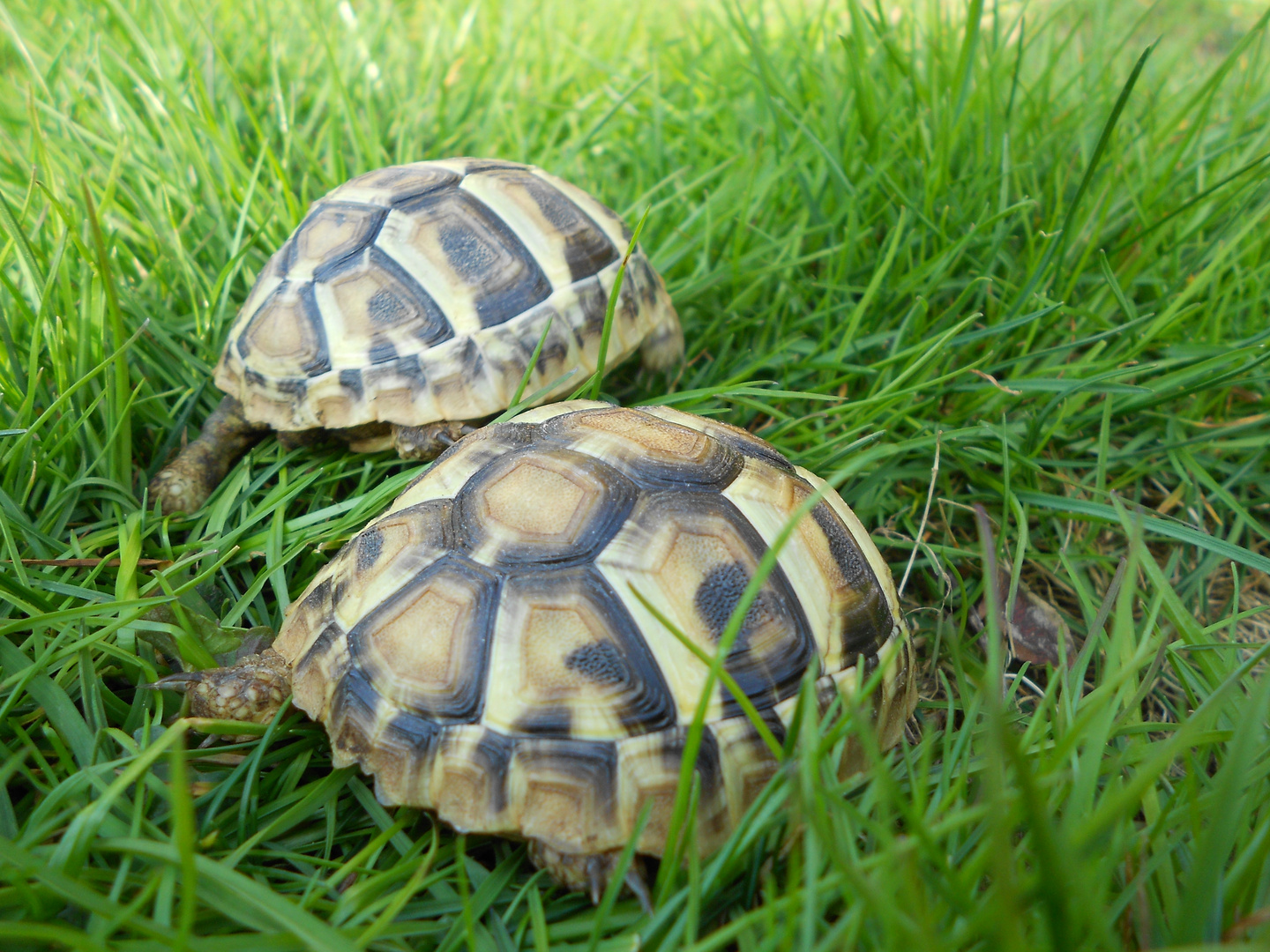 Schildkrötenrennen