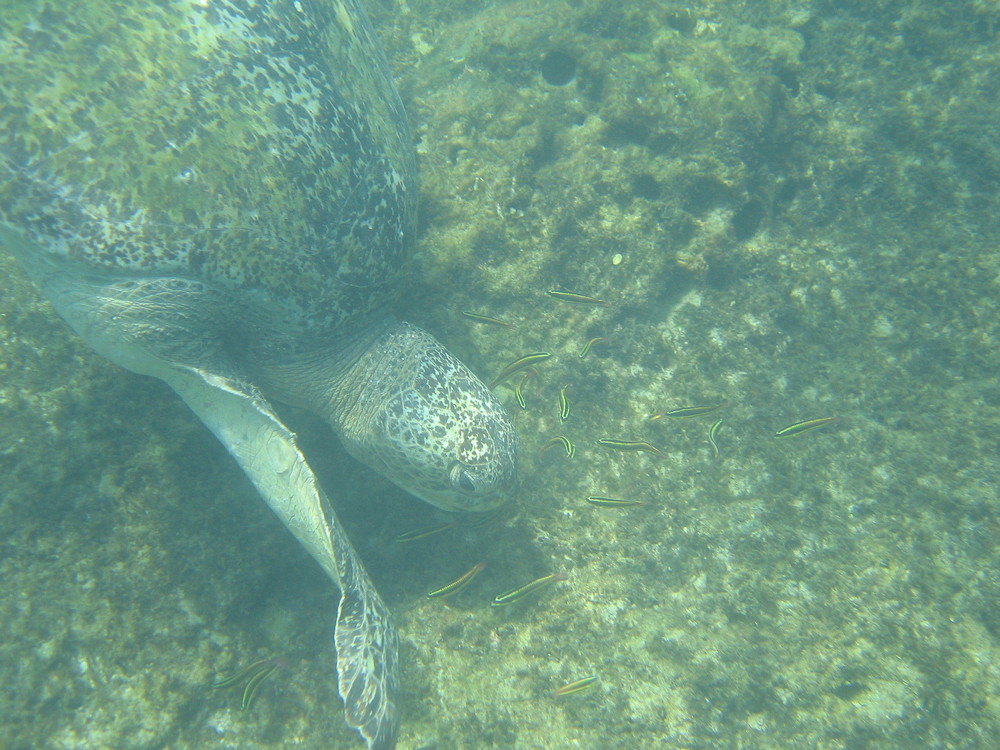 Schildkrötenschwimmen am Playa Blanca