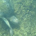 Schildkrötenschwimmen am Playa Blanca