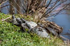 Schildkrötensonnenbad am Lac in Wilhelmshöhe