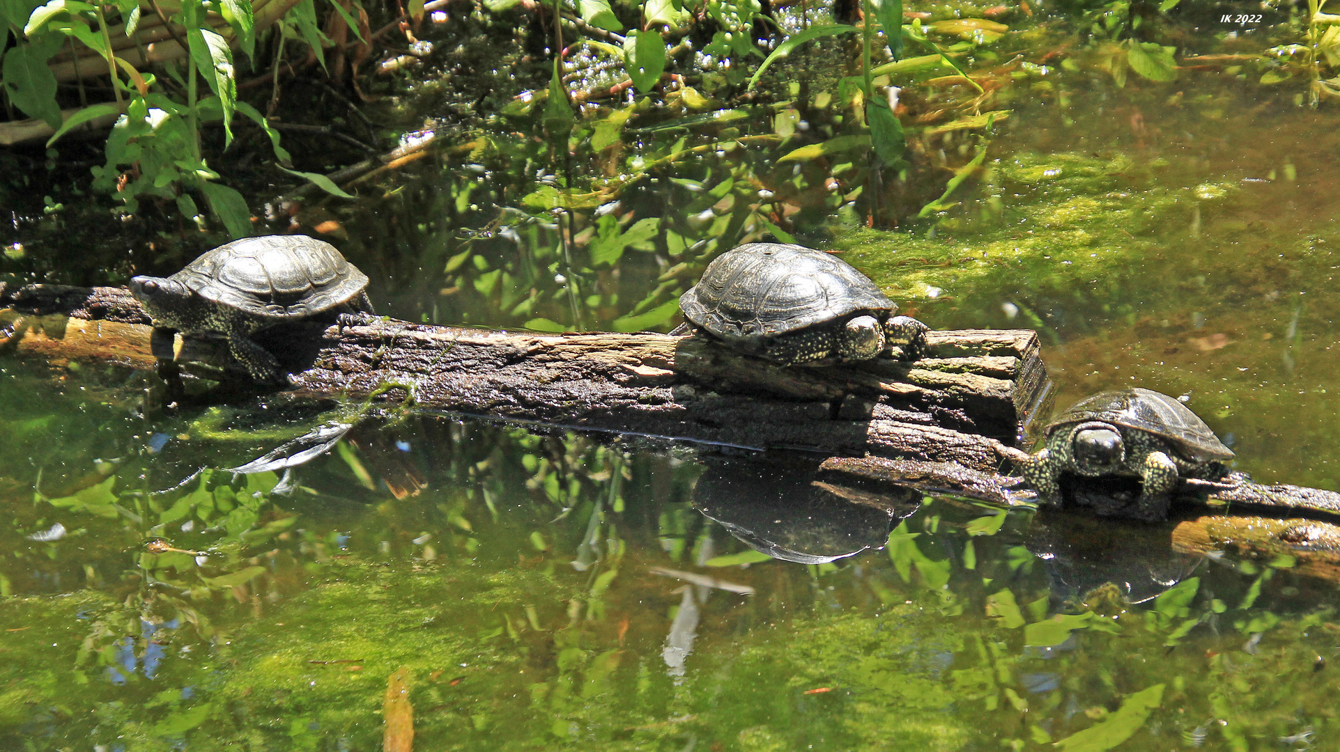 Schildkrötenspiegelung