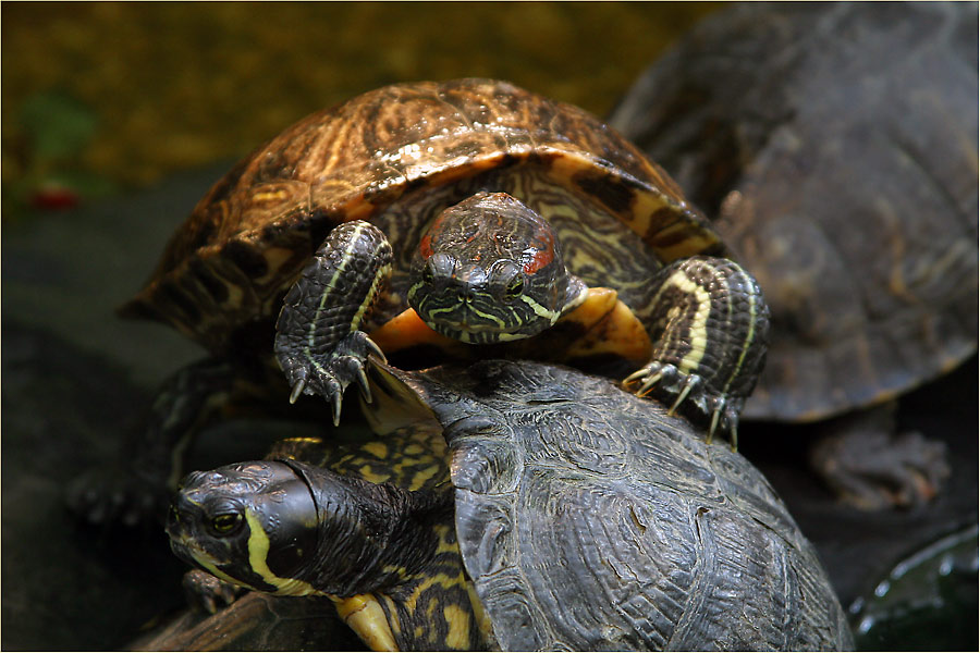 Schildkrötensuppe