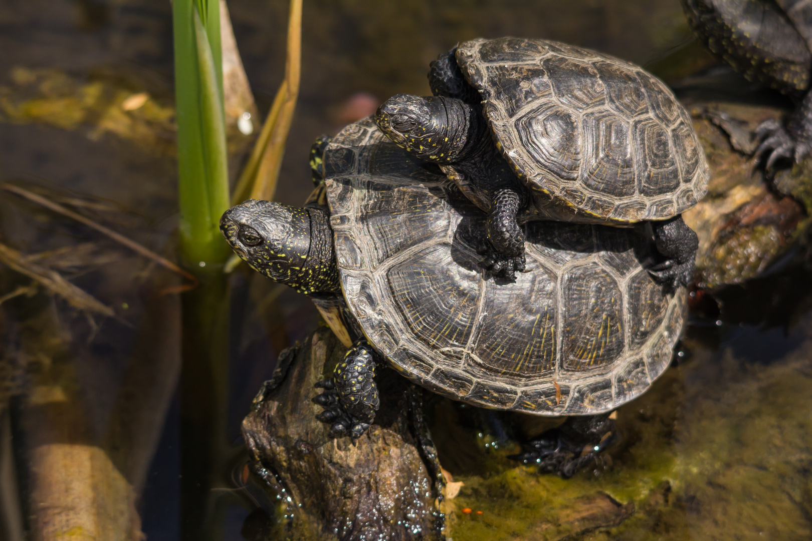 Schildkrötentaxi, Ankunftszeit............unbekannt