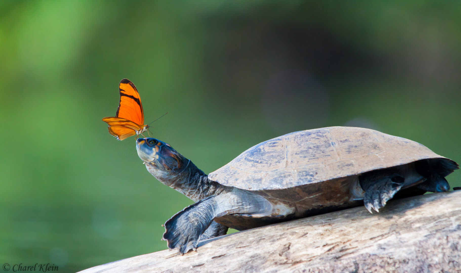 Schildkrötentränen