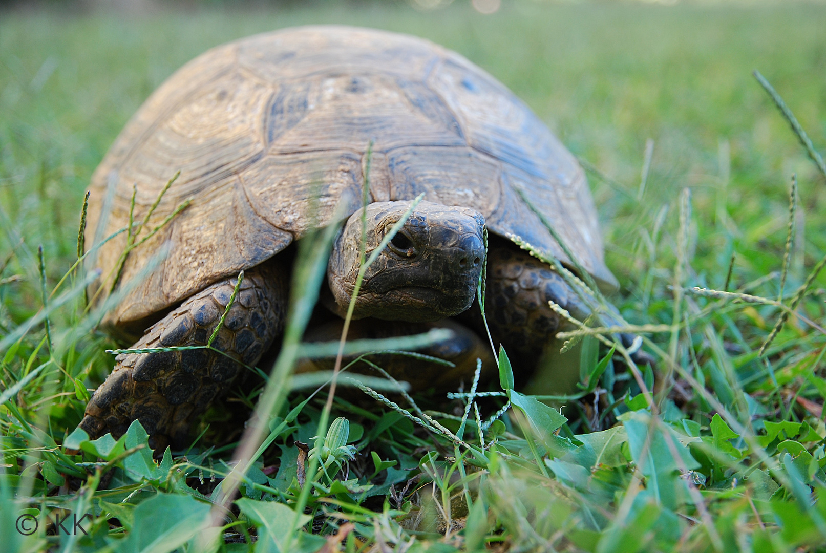 Schildkrötenurlaub