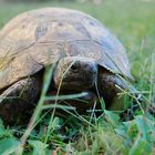 Schildkrötenurlaub