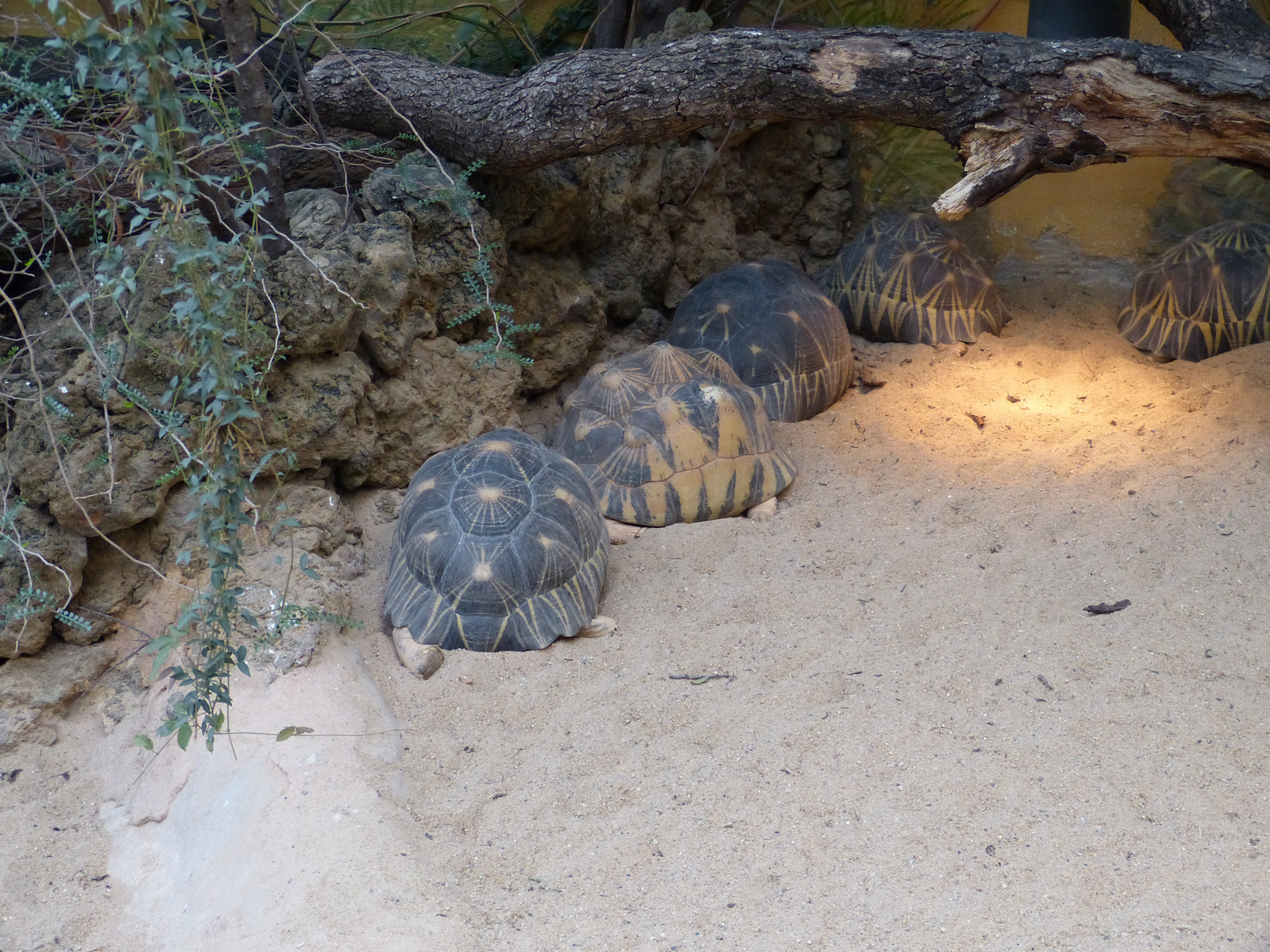 Schildkrötenwanderung