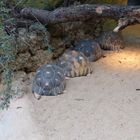 Schildkrötenwanderung