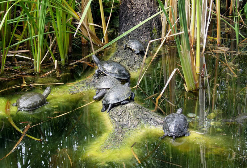 Schildkrötenwanderung