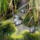 Schildkrötenwanderung