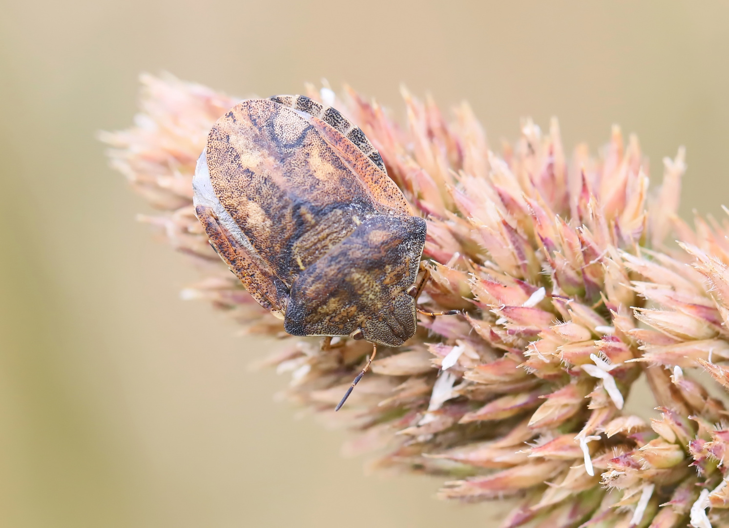  Schildkrötenwanze