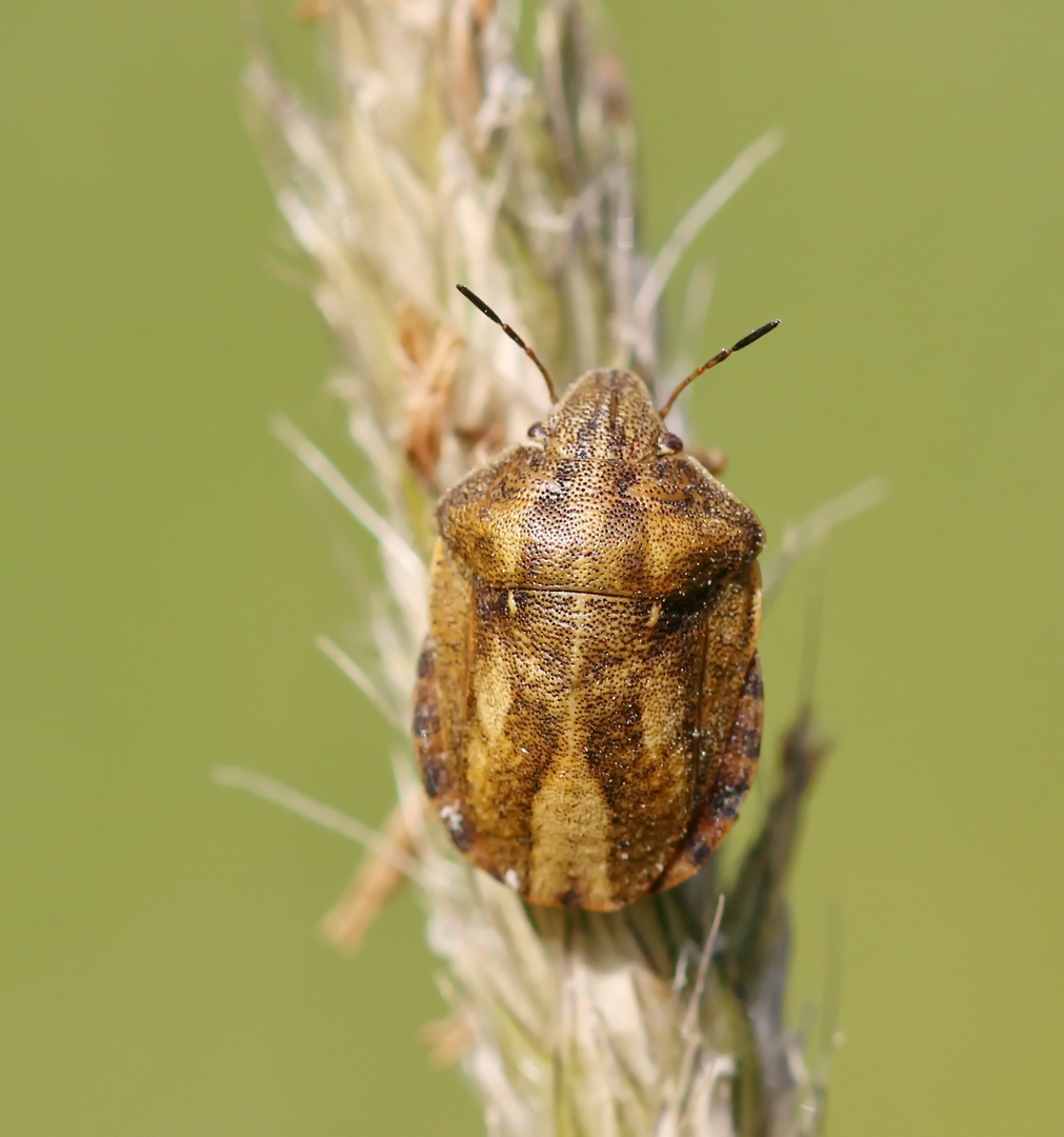 Schildkrötenwanze