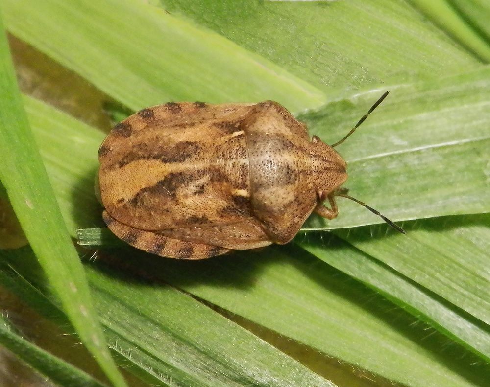 Schildkrötenwanze (Eurygaster testudinaria)