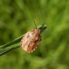 Schildkrötenwanze (Eurygaster testudinaria) auf Weichgras