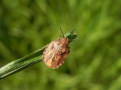 Schildkrötenwanze (Eurygaster testudinaria) auf Weichgras