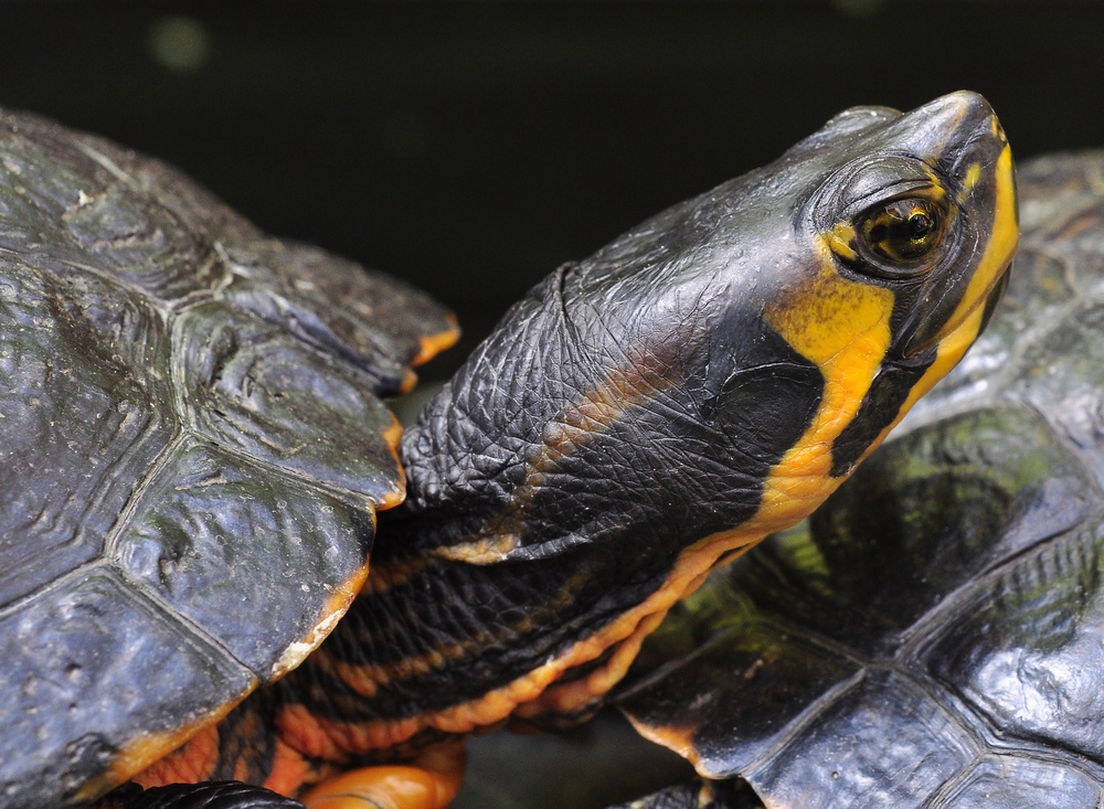 Schildkröte......."so ein Duft liegt in der Luft"