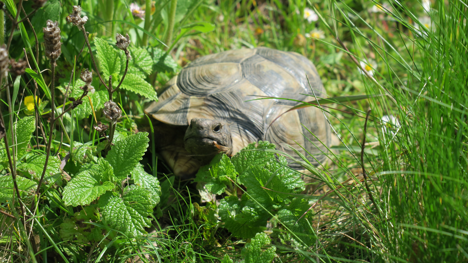 Schildkröti_1