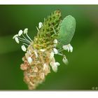 Schildlaus auf Wegerichblüte