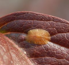 Schildlaus und Milbe auf wildem Wein