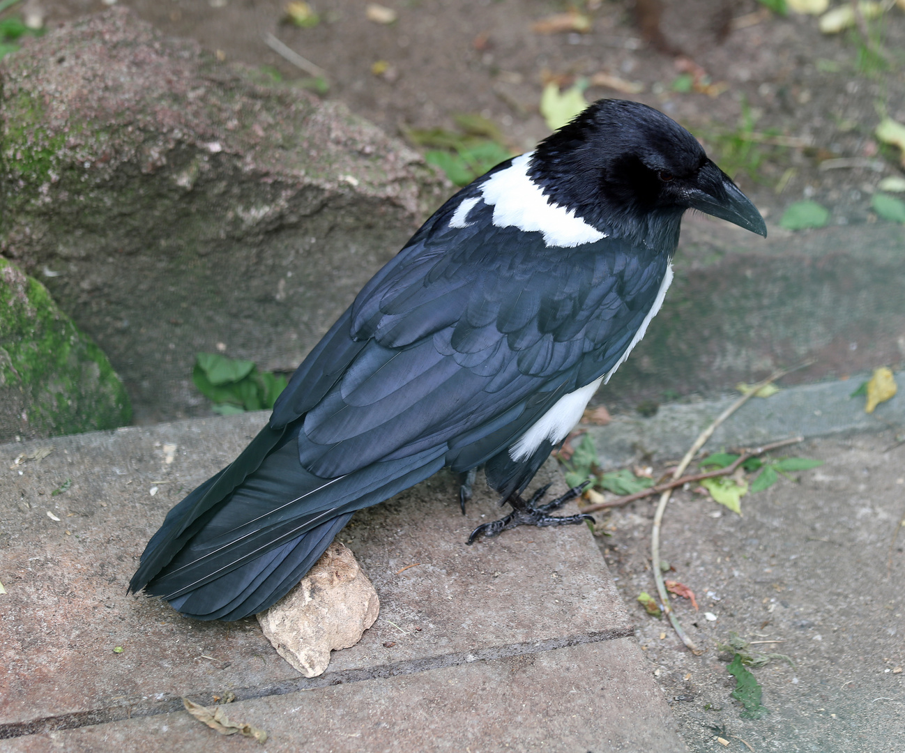 Schildrabe -Corvus albus-