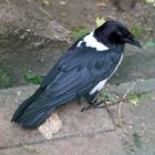 Schildrabe -Corvus albus-